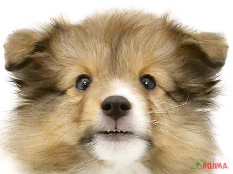 神奈川県のシェットランドシープドッグ (コジマニトリモール相模原店/2024年3月5日生まれ/男の子/セーブルホワイト)の子犬
