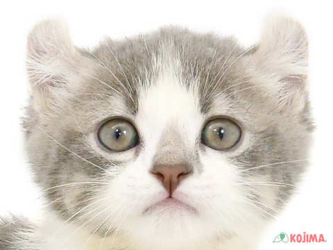神奈川県のアメリカンカール (コジマベイタウン横浜本牧店/2024年3月10日生まれ/男の子/ブルータビーホワイト)の子猫