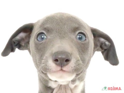 東京都のイタリアングレーハウンド (コジマ国領店/2024年3月10日生まれ/男の子/ブルーホワイト)の子犬