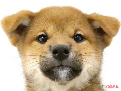 東京都の柴犬(標準サイズ) (コジマ足立店/2024年3月6日生まれ/男の子/赤)の子犬