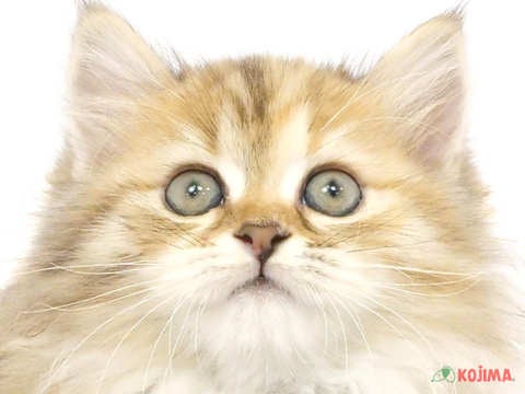 埼玉県のミヌエット (コジマニトリ川越店/2024年3月10日生まれ/女の子/シェーテッドトーティー＆ホワイト)の子猫