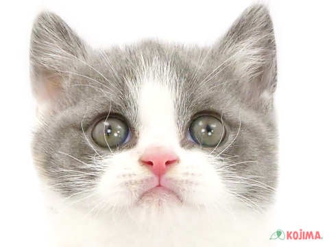 兵庫県のブリティッシュショートヘアー (コジマ明石店/2024年3月9日生まれ/女の子/ダイリュートキャリコ)の子猫