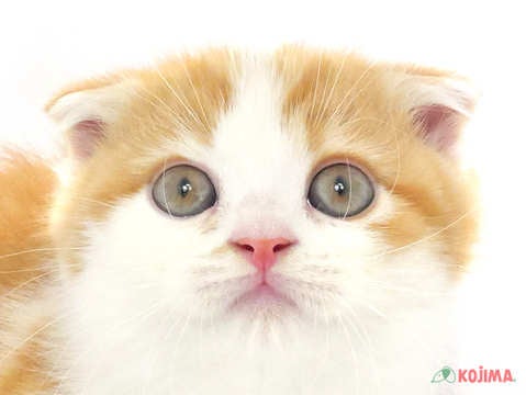 茨城県のスコティッシュフォールド (コジマイーアスつくば店/2024年3月8日生まれ/男の子/レッドタビーホワイト)の子猫