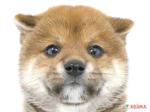 兵庫県の柴犬(標準サイズ) (コジマ明石店/2024年3月10日生まれ/男の子/赤)の子犬