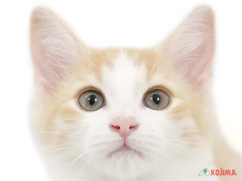 東京都のノルウェージャンフォレストキャット (コジママチノマ大森店/2024年2月10日生まれ/女の子/クリームタビーホワイト)の子猫