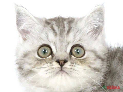東京都のエキゾチックショートヘアー (コジマ青戸店/2024年2月23日生まれ/男の子/シルバータビーホワイト)の子猫