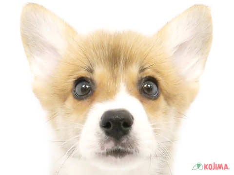 東京都のウェルシュコーギーペンブローク (コジマ国領店/2024年3月10日生まれ/男の子/レッドホワイト)の子犬