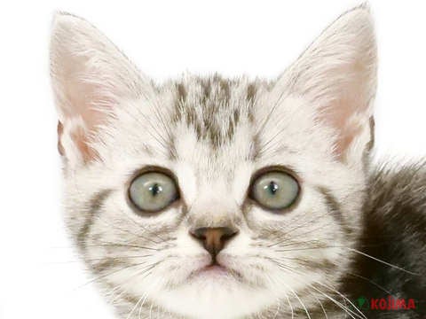 千葉県のアメリカンショートヘアー (コジマアリオ柏店/2024年3月10日生まれ/女の子/シルバータビー)の子猫