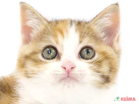 東京都のスコティッシュストレート (コジマ八王子店/2024年3月8日生まれ/女の子/ブラウンパッチドタビーホワイト)の子猫