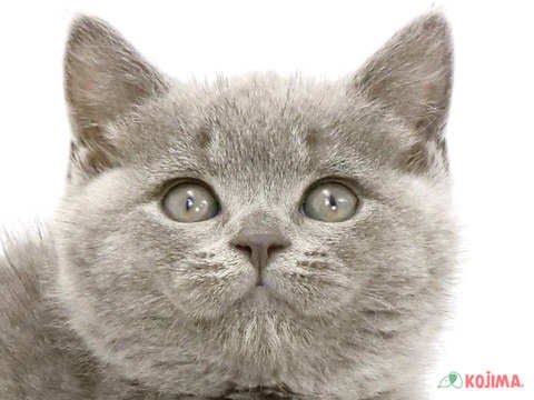 埼玉県のブリティッシュショートヘアー (コジマニトリ川越店/2024年3月8日生まれ/女の子/ブルー)の子猫