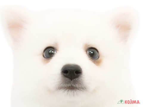 東京都の日本スピッツ (コジマアリオ北砂店/2024年3月10日生まれ/男の子/ホワイト)の子犬
