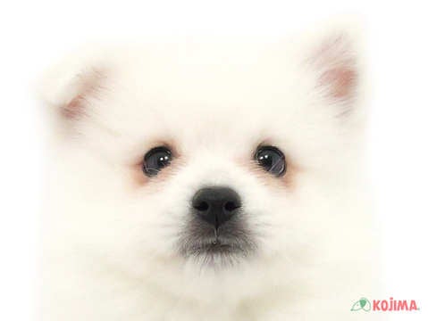 千葉県の日本スピッツ (コジマ四街道店/2024年3月10日生まれ/男の子/ホワイト)の子犬