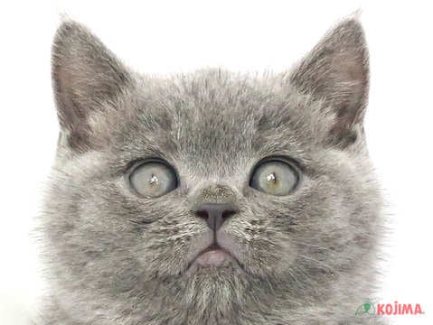 千葉県のブリティッシュショートヘアー (コジマアリオ蘇我店/2024年3月8日生まれ/女の子/ブルー)の子猫