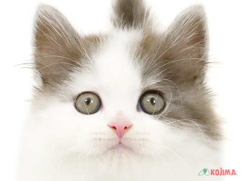 東京都のスコティッシュストレート (コジマ府中店/2024年3月9日生まれ/男の子/シルバータビーホワイト)の子猫
