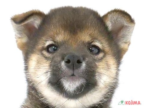 千葉県の柴犬(標準サイズ) (コジマアリオ蘇我店/2024年3月8日生まれ/男の子/胡麻)の子犬
