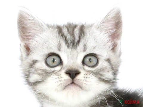 神奈川県のアメリカンショートヘアー (コジマニトリモール相模原店/2024年3月10日生まれ/男の子/シルバータビー)の子猫