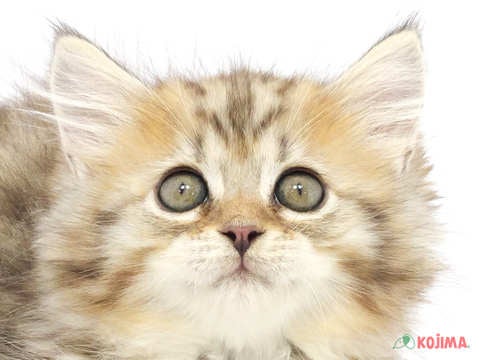 兵庫県のサイベリアン (コジマ明石店/2024年3月10日生まれ/男の子/ブラウンマッカレルタビー)の子猫