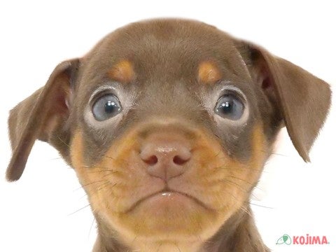 千葉県のミニチュアピンシャー (コジマアリオ柏店/2024年3月11日生まれ/女の子/チョコレートタン)の子犬