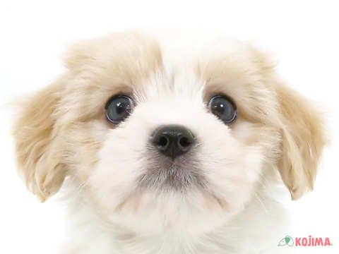 神奈川県のハーフ犬 (コジマベイタウン横浜本牧店/2024年3月9日生まれ/女の子/ブレンハイム)の子犬