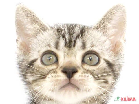 神奈川県のアメリカンショートヘアー (コジマ横浜青葉店/2024年3月10日生まれ/男の子/シルバータビー)の子猫