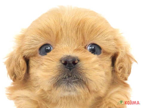 神奈川県のハーフ犬 (コジマニトリモール相模原店/2024年3月10日生まれ/女の子/アプリコット)の子犬