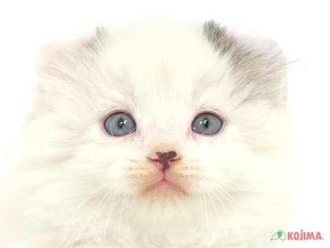 東京都のアメリカンカール (コジマ国分寺店/2024年3月10日生まれ/男の子/ブラックホワイトバン)の子猫