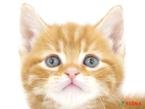 千葉県のアメリカンショートヘアー (コジマアリオ蘇我店/2024年3月9日生まれ/男の子/レッドタビー)の子猫