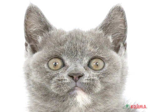 東京都のブリティッシュショートヘアー (コジマ両国店/2024年3月9日生まれ/女の子/ブルークリーム)の子猫