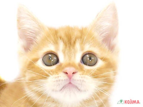 東京都のスコティッシュストレート (コジマ青戸店/2024年3月9日生まれ/女の子/レッドタビー)の子猫