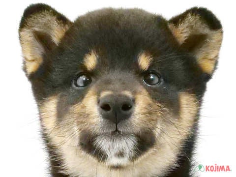 東京都の柴犬(標準サイズ) (コジマ国領店/2024年3月4日生まれ/男の子/黒)の子犬