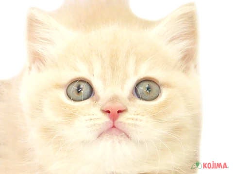東京都のブリティッシュショートヘアー (コジマ目黒碑文谷店/2024年3月9日生まれ/男の子/クリーム)の子猫