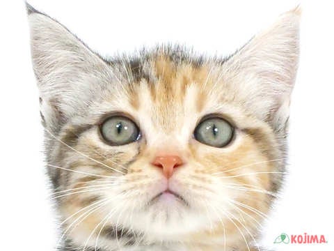 東京都のマンチカン (コジマ板橋店/2024年3月9日生まれ/女の子/ブラウンパッチドタビー)の子猫