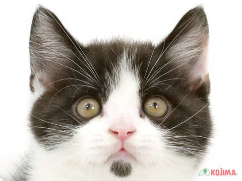 東京都のブリティッシュショートヘアー (コジマソコラ用賀店/2024年3月10日生まれ/男の子/ブラックホワイト)の子猫