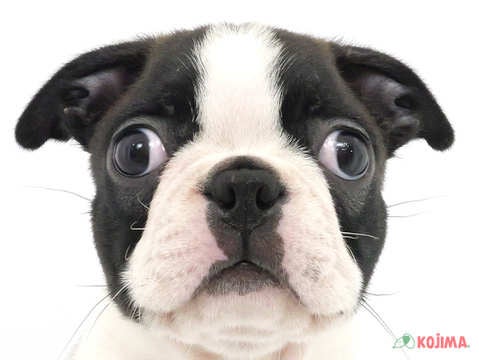東京都のボストンテリア (コジマソコラ用賀店/2024年3月9日生まれ/男の子/ボストンカラー)の子犬
