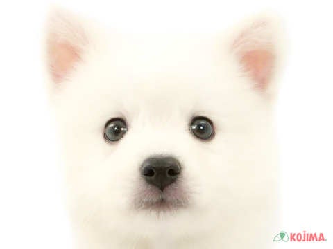 東京都の日本スピッツ (コジマ国領店/2024年3月10日生まれ/男の子/ホワイト)の子犬