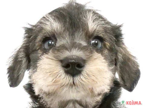 東京都のミニチュアシュナウザー (コジマ国立店/2024年3月11日生まれ/男の子/ソルトペッパー)の子犬