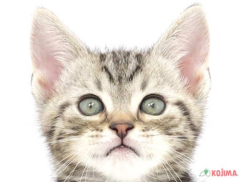 埼玉県のアメリカンショートヘアー (コジマ戸田公園店/2024年3月9日生まれ/男の子/シルバータビー)の子猫