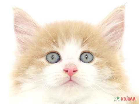 千葉県のノルウェージャンフォレストキャット (コジマアリオ柏店/2024年3月8日生まれ/男の子/クリームタビーホワイト)の子猫