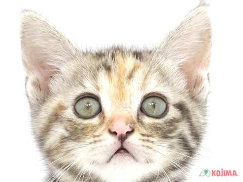 千葉県のアメリカンショートヘアー (コジマアリオ市原店/2024年3月9日生まれ/女の子/シルバーパッチドタビー)の子猫