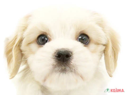 茨城県のハーフ犬 (コジマイーアスつくば店/2024年3月9日生まれ/女の子/ブレンハイム)の子犬