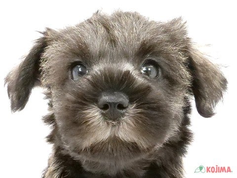茨城県のミニチュアシュナウザー (コジマイーアスつくば店/2024年3月11日生まれ/女の子/ソルトペッパー)の子犬