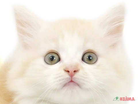 茨城県のマンチカン (コジマイーアスつくば店/2024年3月8日生まれ/男の子/クリームタビーホワイト)の子猫