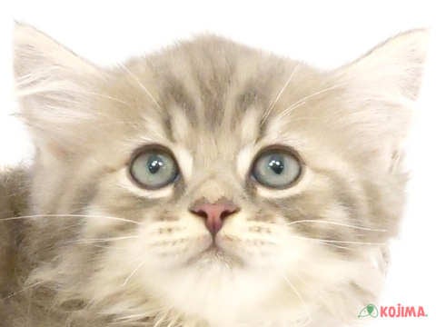 茨城県のサイベリアン (コジマイーアスつくば店/2024年3月10日生まれ/男の子/ブルータビー)の子猫
