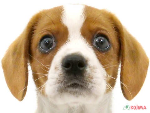 千葉県のハーフ犬 (コジマ四街道店/2024年3月13日生まれ/男の子/ホワイトブラウン)の子犬