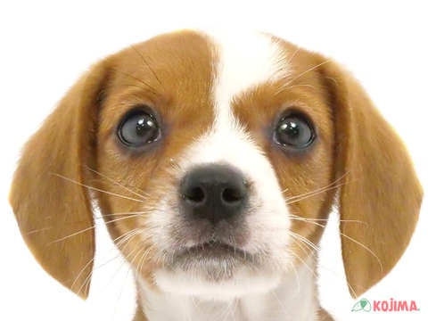 東京都のハーフ犬 (コジマ練馬店/2024年3月13日生まれ/男の子/ホワイトブラウン)の子犬