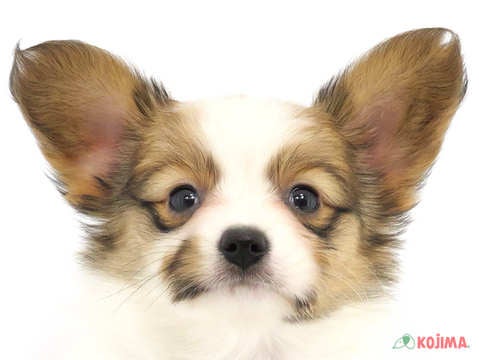 千葉県のパピヨン (コジマ四街道店/2024年3月13日生まれ/女の子/ホワイトブラウン)の子犬