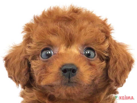 千葉県のトイプードル(トイ) (コジマ松戸店/2024年3月10日生まれ/女の子/レッド)の子犬