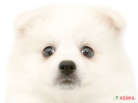 埼玉県の日本スピッツ (コジマアリオ深谷店/2024年3月10日生まれ/男の子/ホワイト)の子犬