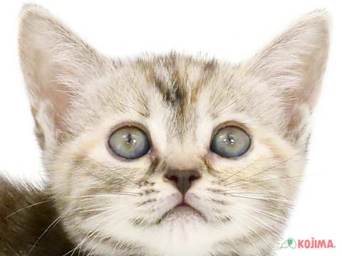 東京都のアメリカンショートヘアー (コジマ板橋店/2024年3月9日生まれ/女の子/シルバーパッチドタビー)の子猫