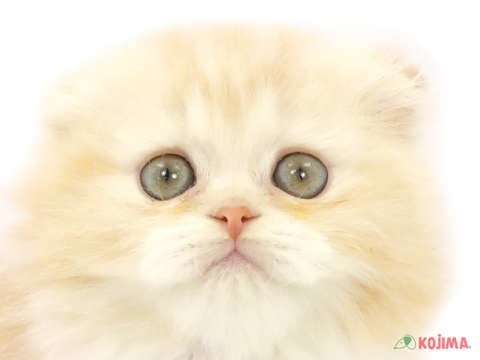 神奈川県のスコティッシュフォールド (コジマニトリモール相模原店/2024年3月8日生まれ/女の子/レッドホワイト)の子猫